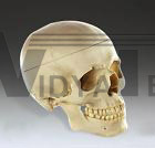 Skull, Human Adult Model